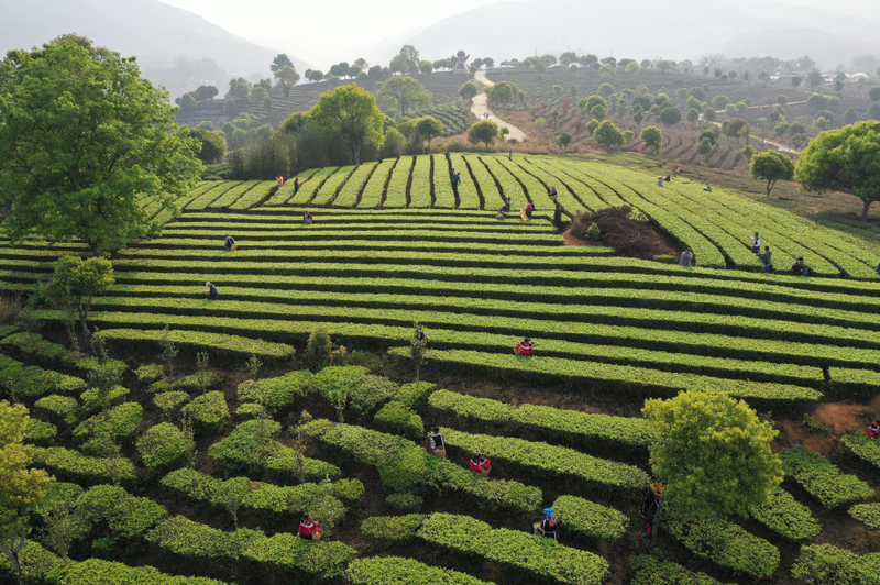 有关于贵州、四川、云南、广西等多地春茶陆续开采!的新闻(4)