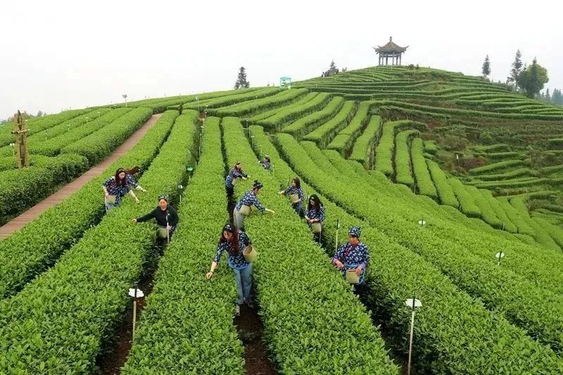 有关于贵州、四川、云南、广西等多地春茶陆续开采！的新闻(3)