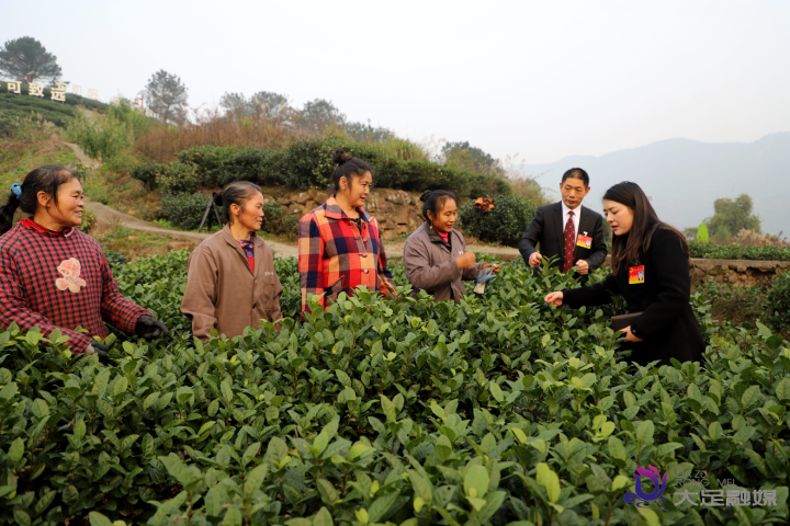 关于大足区人大代表袁夕洪: 推进实施“茶产业发展规划”的消息