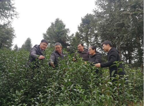 有关于江西省经作所茶叶科技特派团赴铅山开展科技服务的新闻