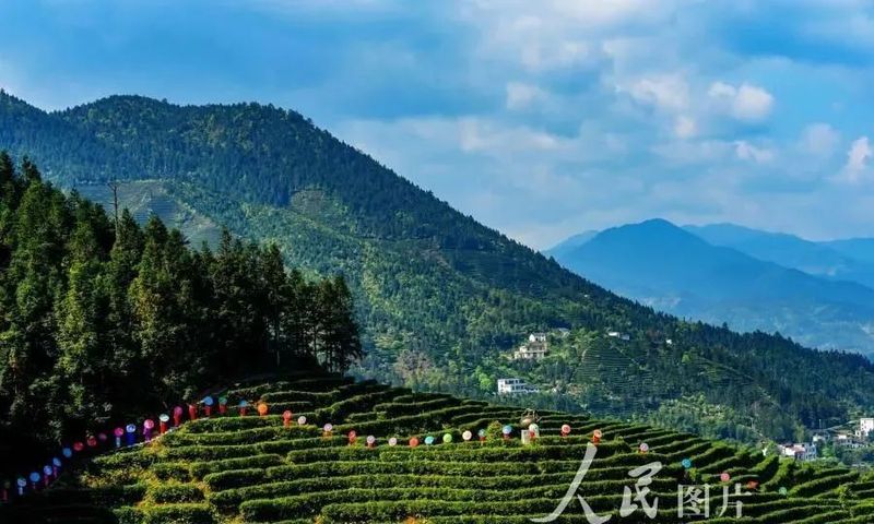 有关于旅游业大规模复苏！后疫情时代，茶文旅情况如何？的内容(8)