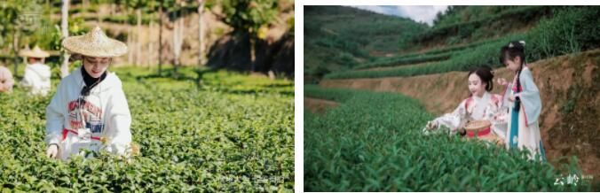 有关于旅游业大规模复苏！后疫情时代，茶文旅情况如何？的内容(16)