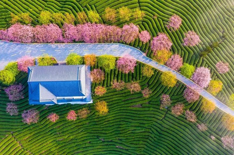 有关于旅游业大规模复苏！后疫情时代，茶文旅情况如何？的内容(5)