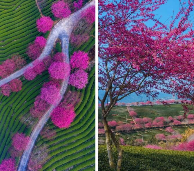 有关于旅游业大规模复苏！后疫情时代，茶文旅情况如何？的内容(6)