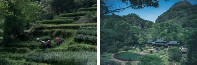 有关于旅游业大规模复苏！后疫情时代，茶文旅情况如何？的内容(3)