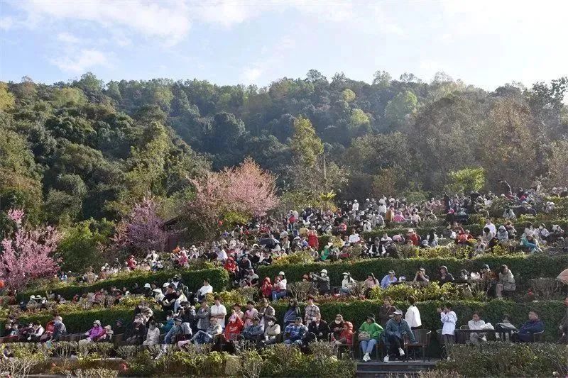 有关于旅游业大规模复苏！后疫情时代，茶文旅情况如何？的内容(13)