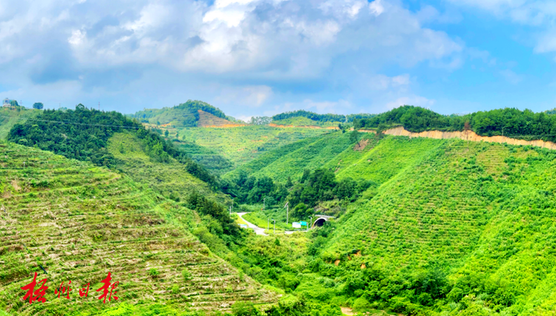 有关于旅游业大规模复苏！后疫情时代，茶文旅情况如何？的内容(10)