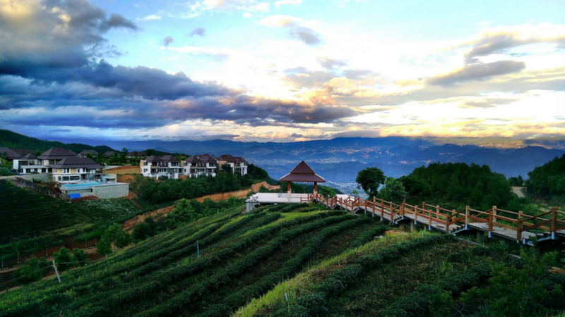 有关于旅游业大规模复苏！后疫情时代，茶文旅情况如何？的内容(12)