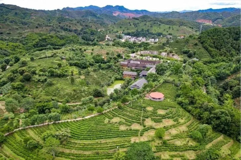 有关于旅游业大规模复苏！后疫情时代，茶文旅情况如何？的内容(9)