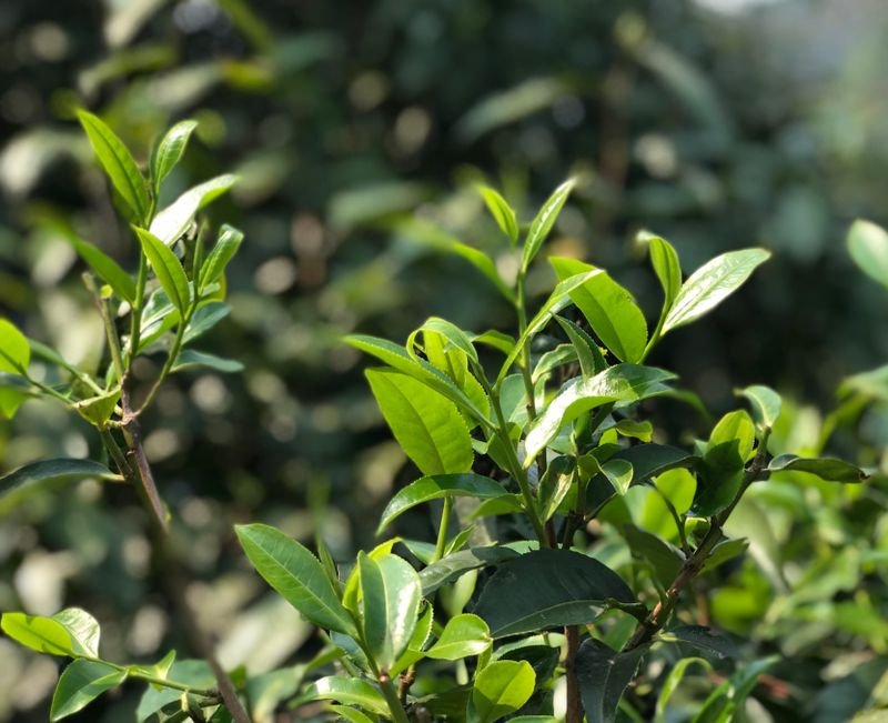 关于“生态园”种出“放心茶”黄山市持续推进全域茶园绿色防控的内容