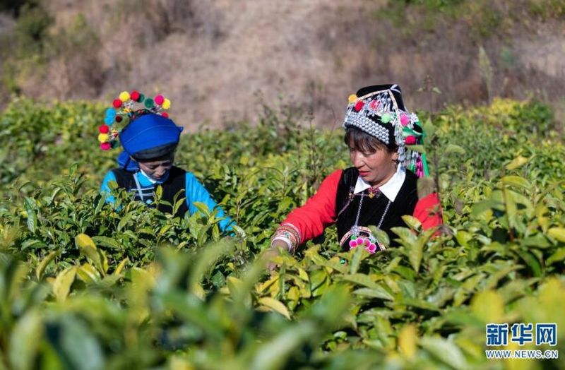 有关于云南南涧：茶产业助力乡村振兴的消息