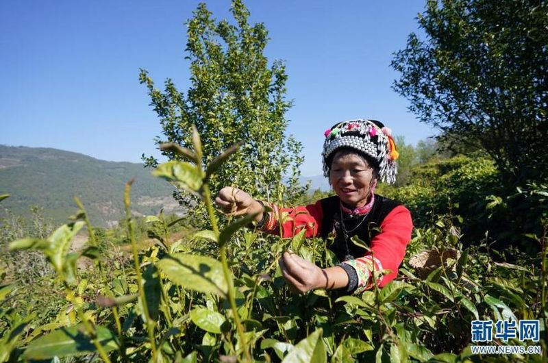 有关于云南南涧：茶产业助力乡村振兴的消息(5)