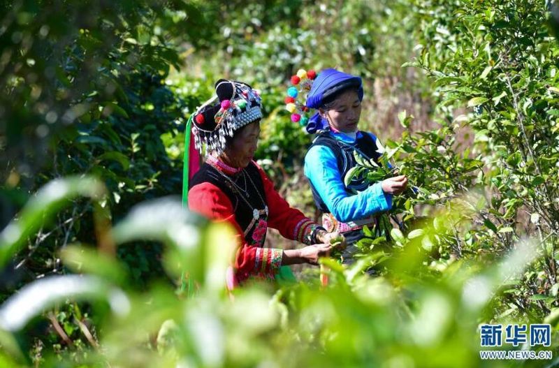 有关于云南南涧：茶产业助力乡村振兴的消息(1)