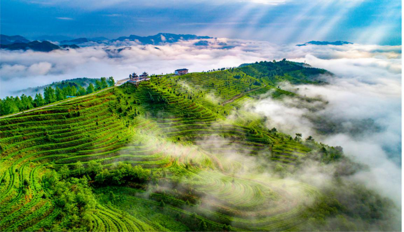 关于探索茶业发展新机遇！第十一届贵州茶业经济年会究竟催生了多少可能？的消息(7)