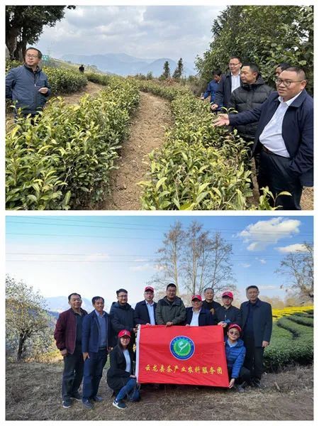 有关于“百团千员助农增收行动”—云龙县、永平县茶产业农科服务团深入茶区开展服务的相关信息(1)