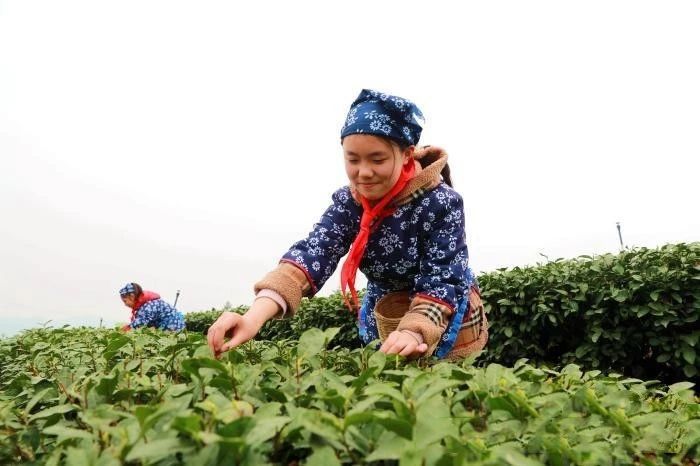 关于四川泸州：茶山里的“开学第一课”的新闻(2)
