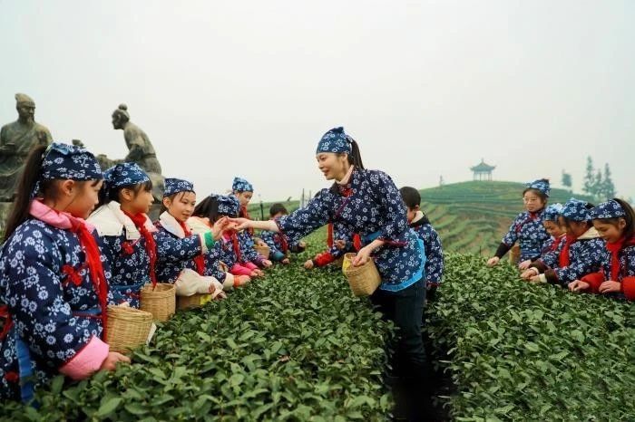 关于四川泸州：茶山里的“开学第一课”的新闻