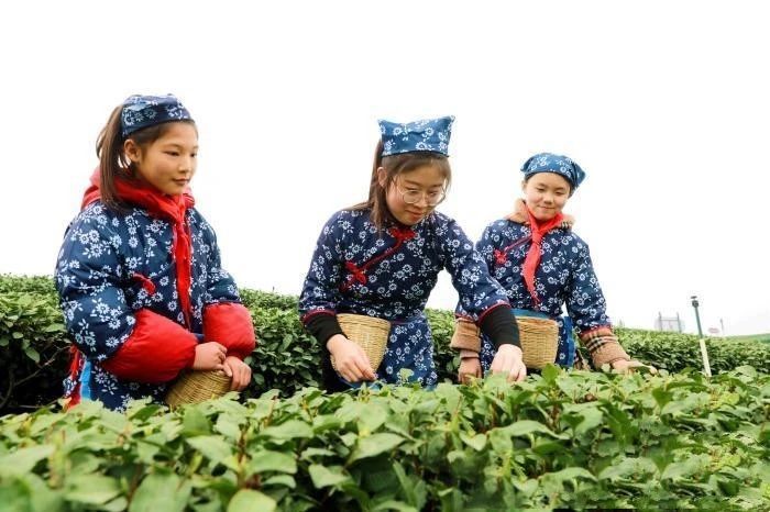 关于四川泸州：茶山里的“开学第一课”的新闻(1)