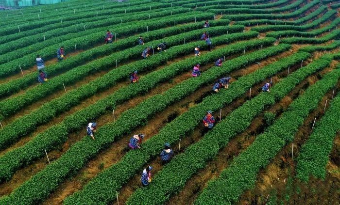 关于四川泸州：茶山里的“开学第一课”的新闻(3)