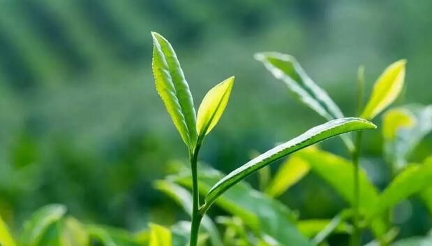 关于跳出非遗看非遗 文旅擦亮湘茶品牌的消息