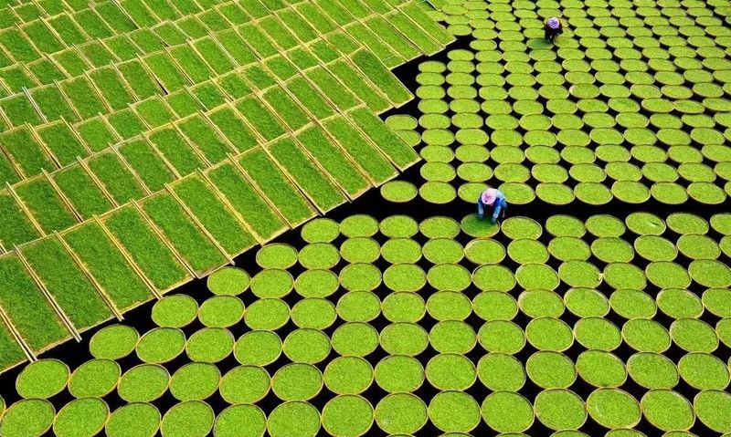 有关于“福鼎白茶开茶节”、"中国白茶始祖·太姥祭典”入选市第六批非物质文化遗产代表性项目名录的最新消息(5)