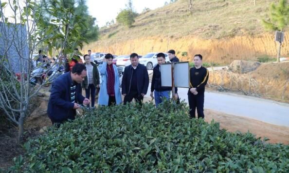 关于李金发到那阳镇调研六堡茶产业发展的资讯(2)