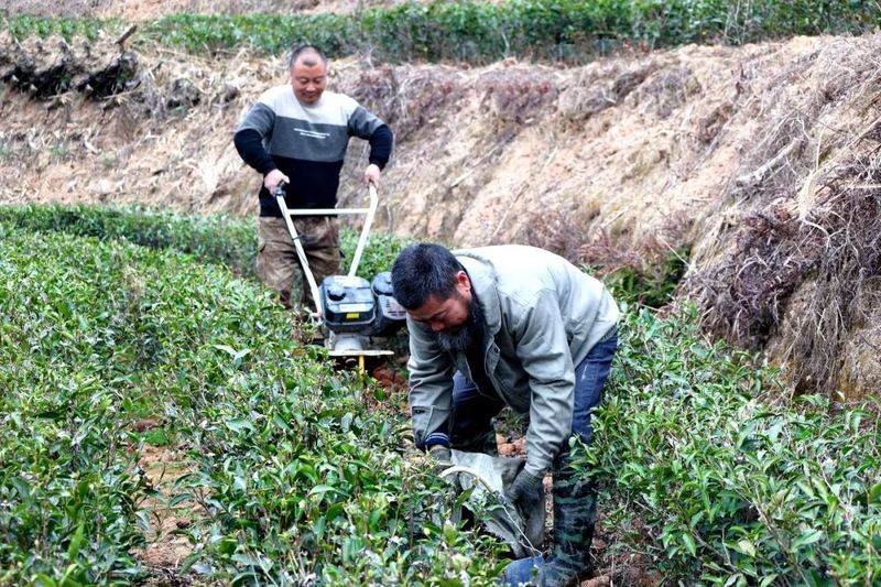 有关于茶平乡黄屯村：加强茶园管理 实现增产增效的信息