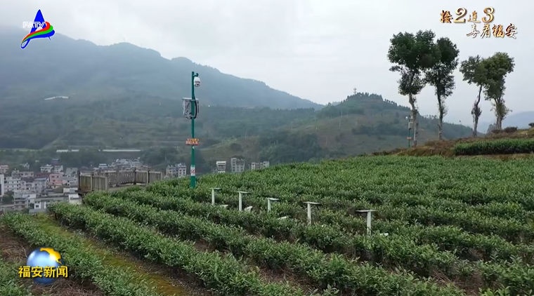 关于化资源禀赋为发展“天赋” 福安市茶产业顺势再升级的资讯(2)