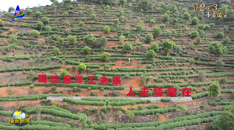 关于化资源禀赋为发展“天赋” 福安市茶产业顺势再升级的资讯(4)