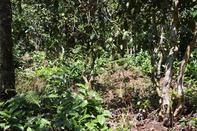 关于旧庙寨古树茶春茶2023年多少钱的内容