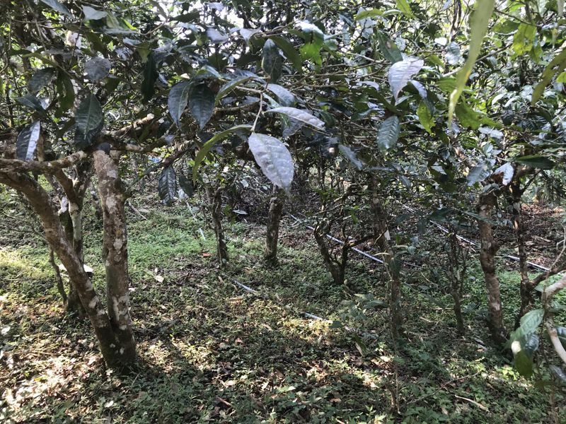 关于今年2023年的老班章春茶价格会涨吗？的相关信息