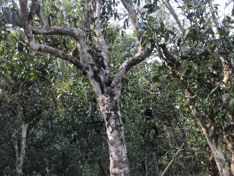 关于今年2023年的老班章春茶价格会涨吗？的相关信息(1)