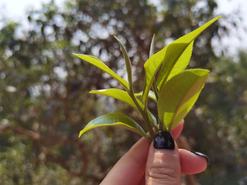 关于今年2023年的老班章春茶价格会涨吗？的相关信息(2)