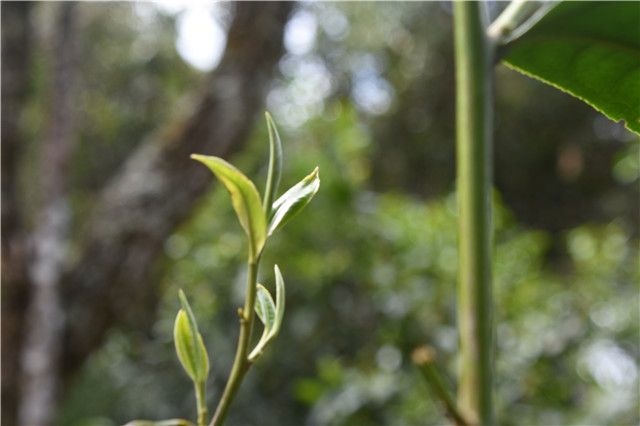 关于易武刮风寨白沙河古树春茶价格2023的资讯(2)