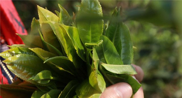 关于易武刮风寨白沙河古树春茶价格2023的资讯(3)