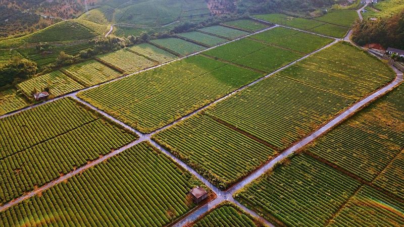 关于“平水日铸”获全省第一批地理标志富农优秀实践案例的最新消息