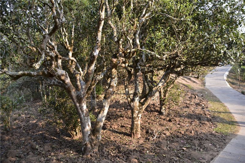 关于2023年1月茶行业资讯汇总的新闻(7)