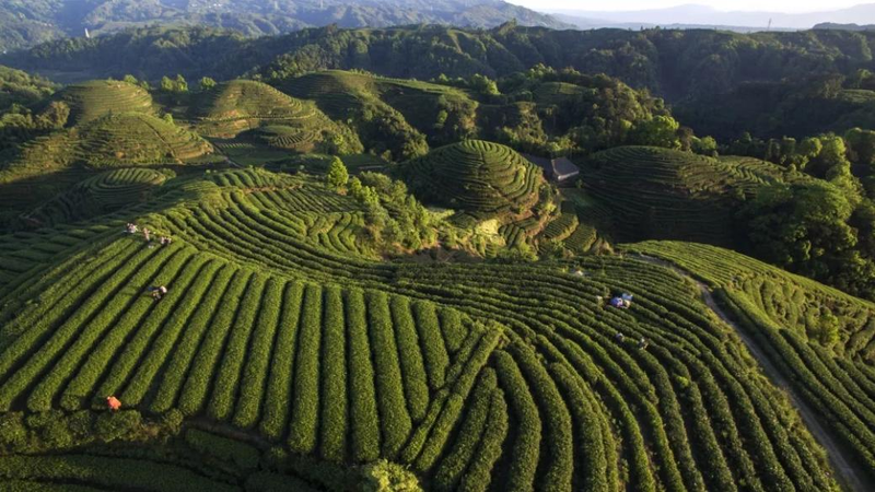 关于2023年1月茶行业资讯汇总的新闻(1)