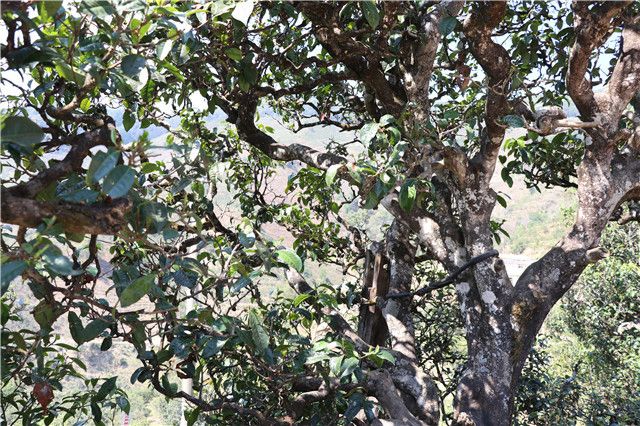 关于2023年1月茶行业资讯汇总的新闻(4)