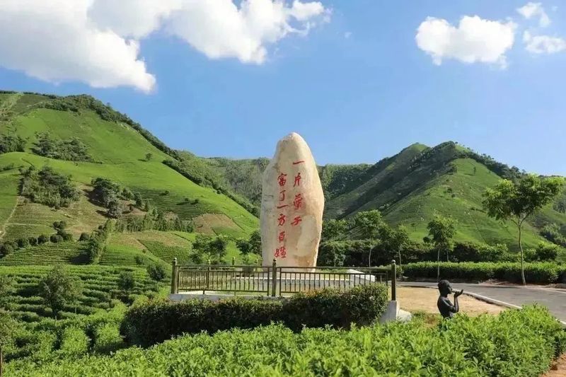 关于2023年1月茶行业资讯汇总的新闻(6)