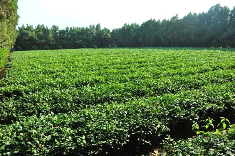 关于2023年1月茶行业资讯汇总的新闻(9)