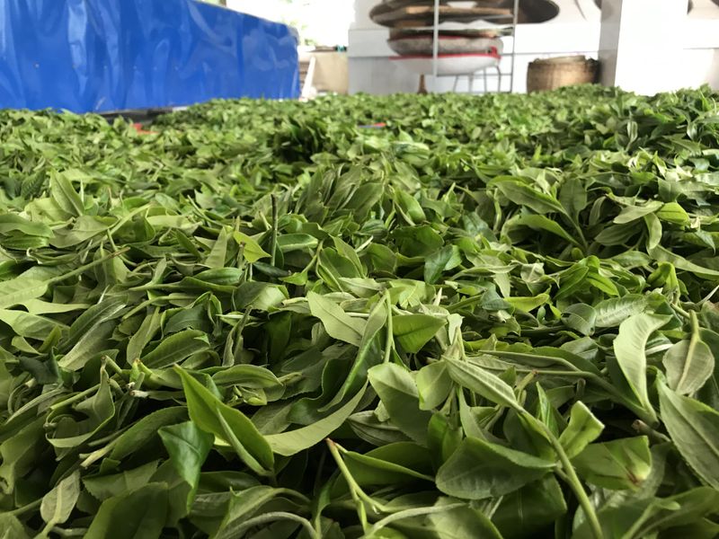 有关于2023年勐海普洱春茶毛料价格的最新消息(3)