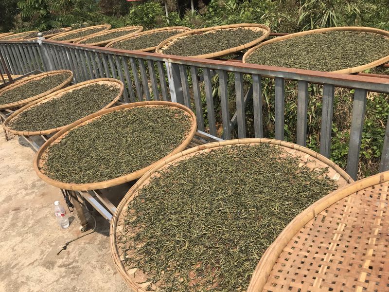 有关于2023年勐海普洱春茶毛料价格的最新消息(4)