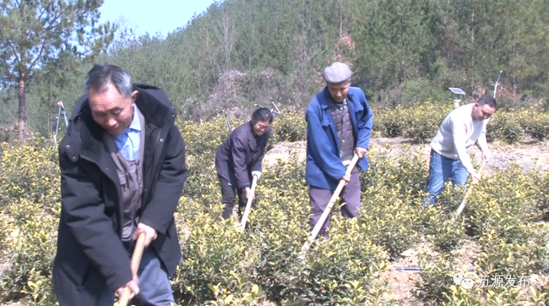有关于邓间:做活茶产业带领乡亲们致富的相关信息(2)