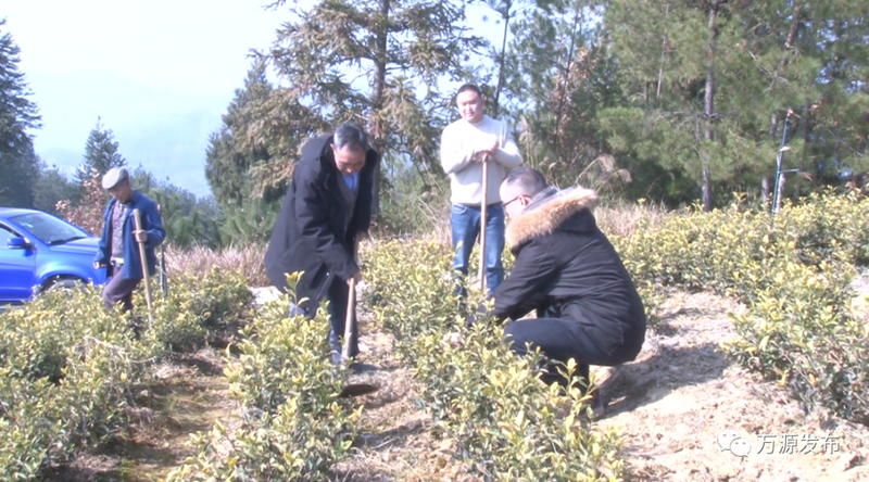 有关于邓间：做活茶产业带领乡亲们致富的相关信息