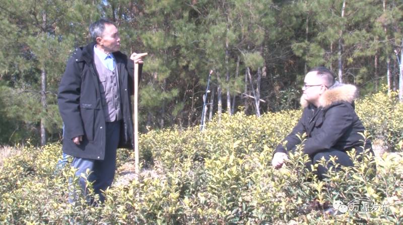 有关于邓间:做活茶产业带领乡亲们致富的相关信息(1)