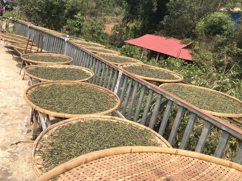 关于2023年春茶什么时候上市，普洱春茶2023价格多少钱的相关信息(1)