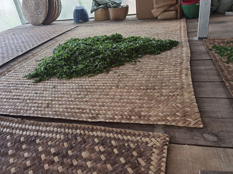 关于2023年春茶什么时候上市，普洱春茶2023价格多少钱的相关信息(6)