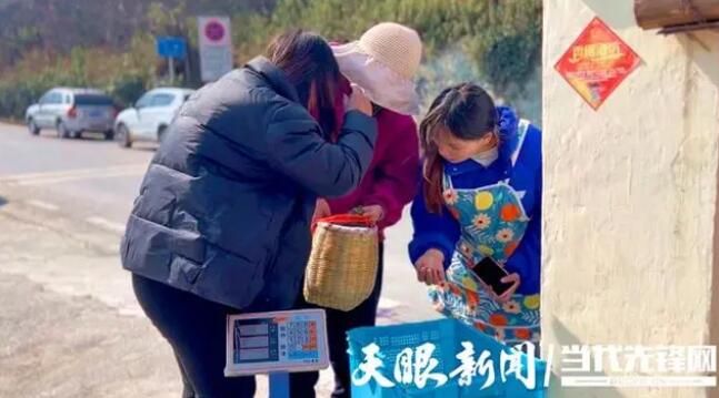 有关于普安:4万多亩春茶陆续采摘上市 产销两旺领“鲜”市场的资讯(2)