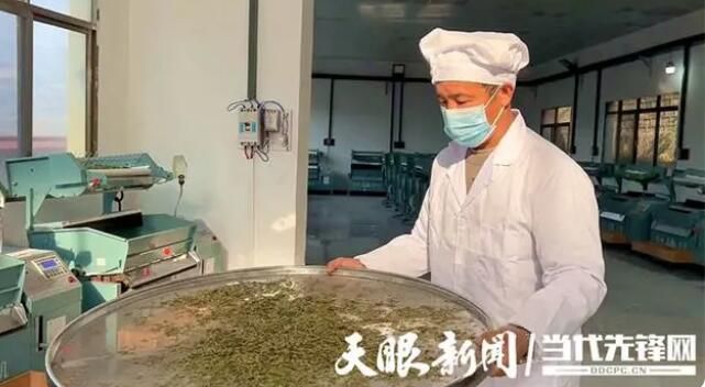 有关于普安:4万多亩春茶陆续采摘上市 产销两旺领“鲜”市场的资讯(5)